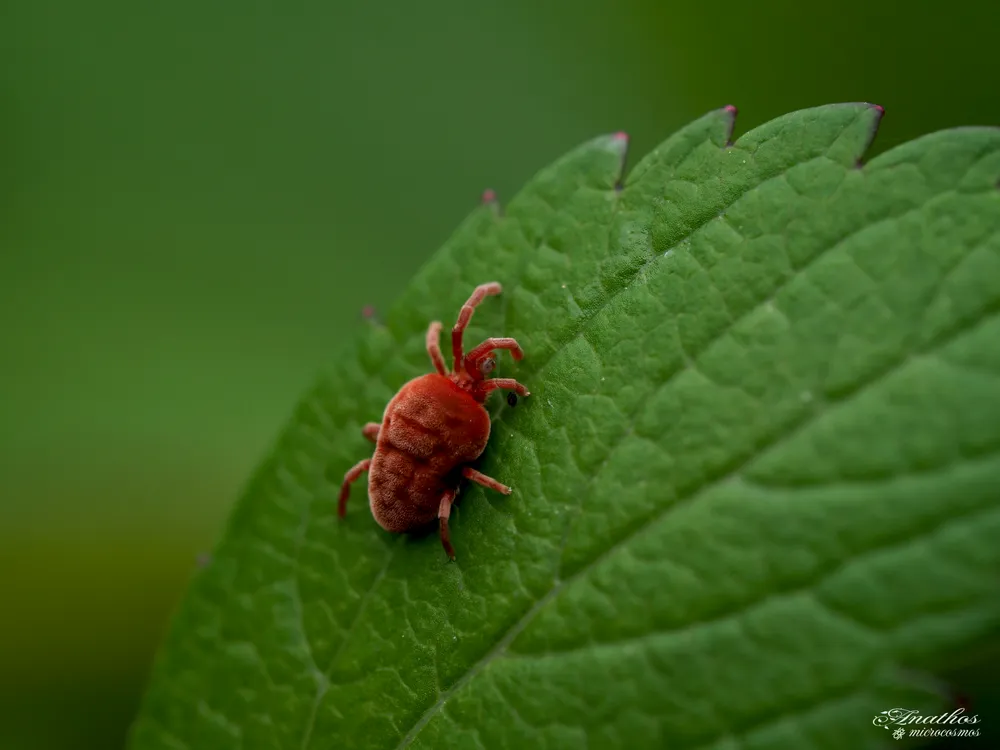 Photographie de Allothrombium sp.