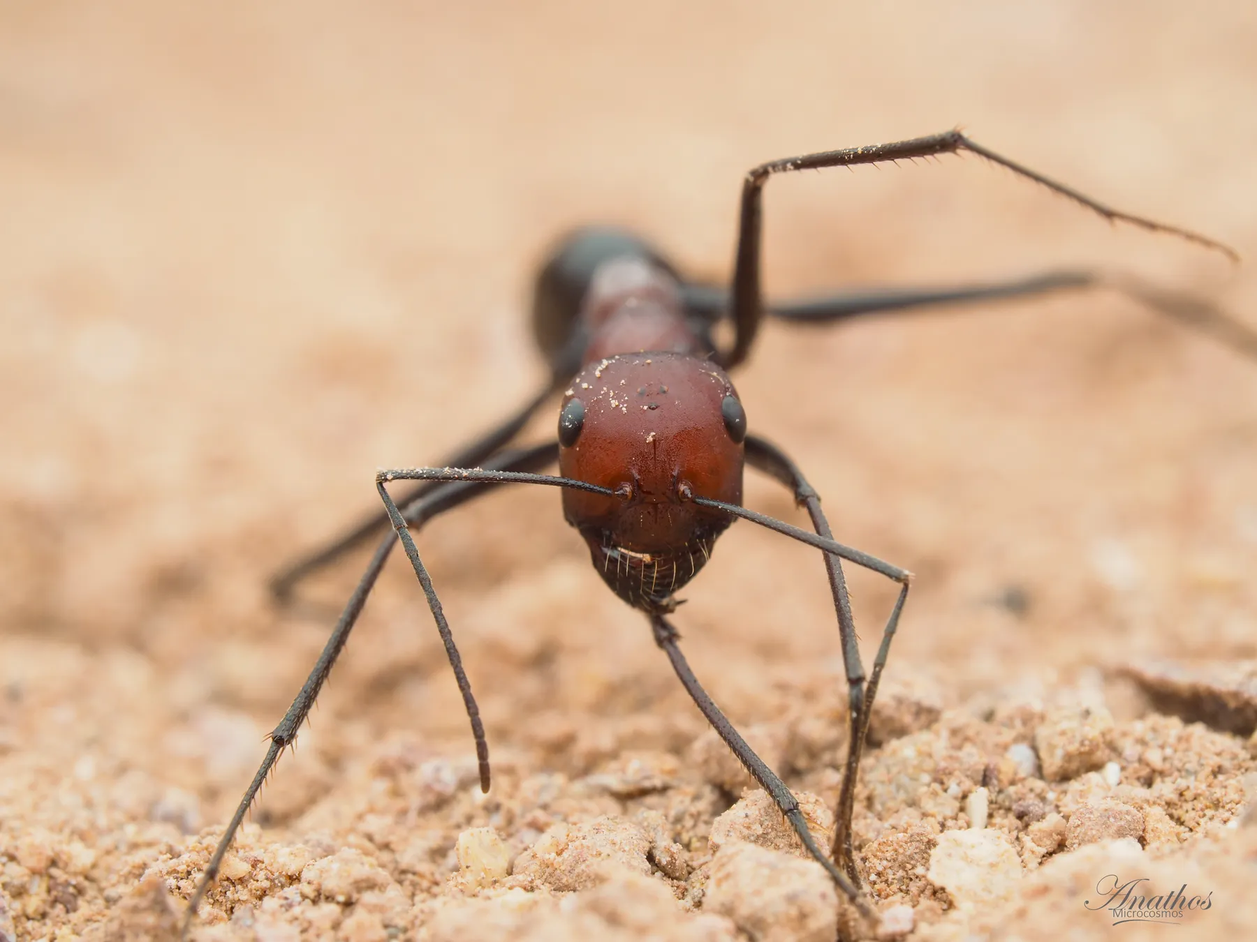 Photographie de Cataglyphis sp. gr. bicolor