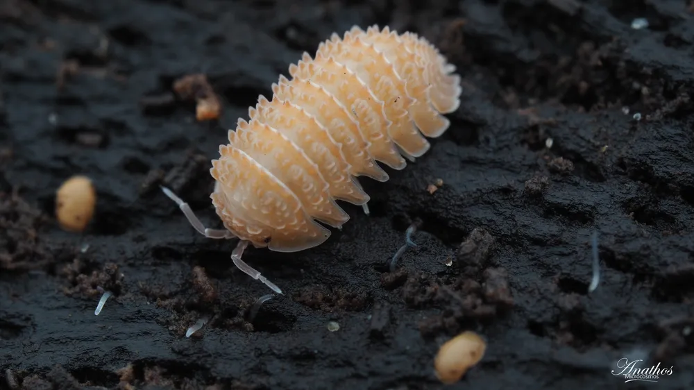 Photographie de Cristarmadillidium muricatum