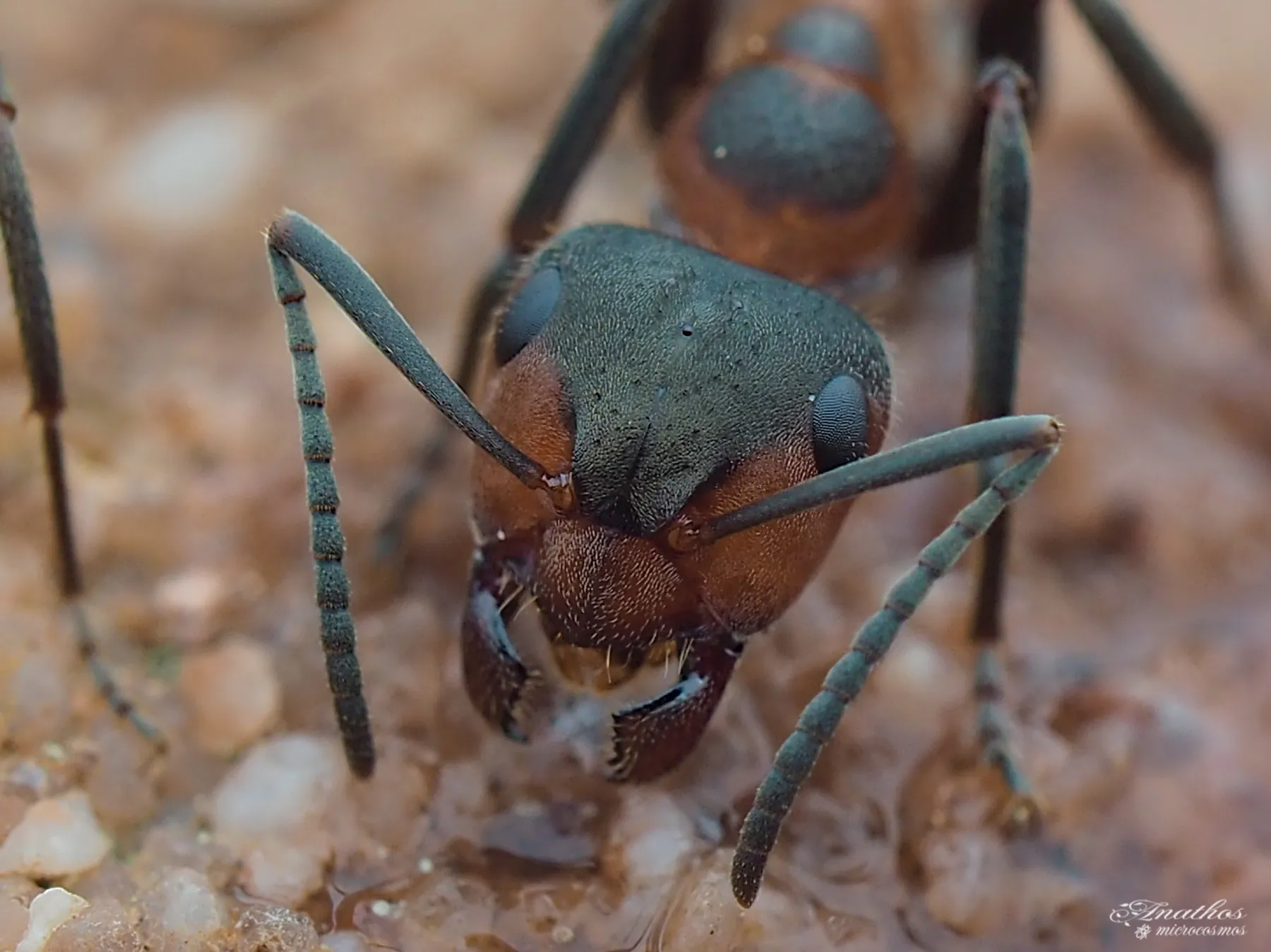 Photographie de Formica lugubris