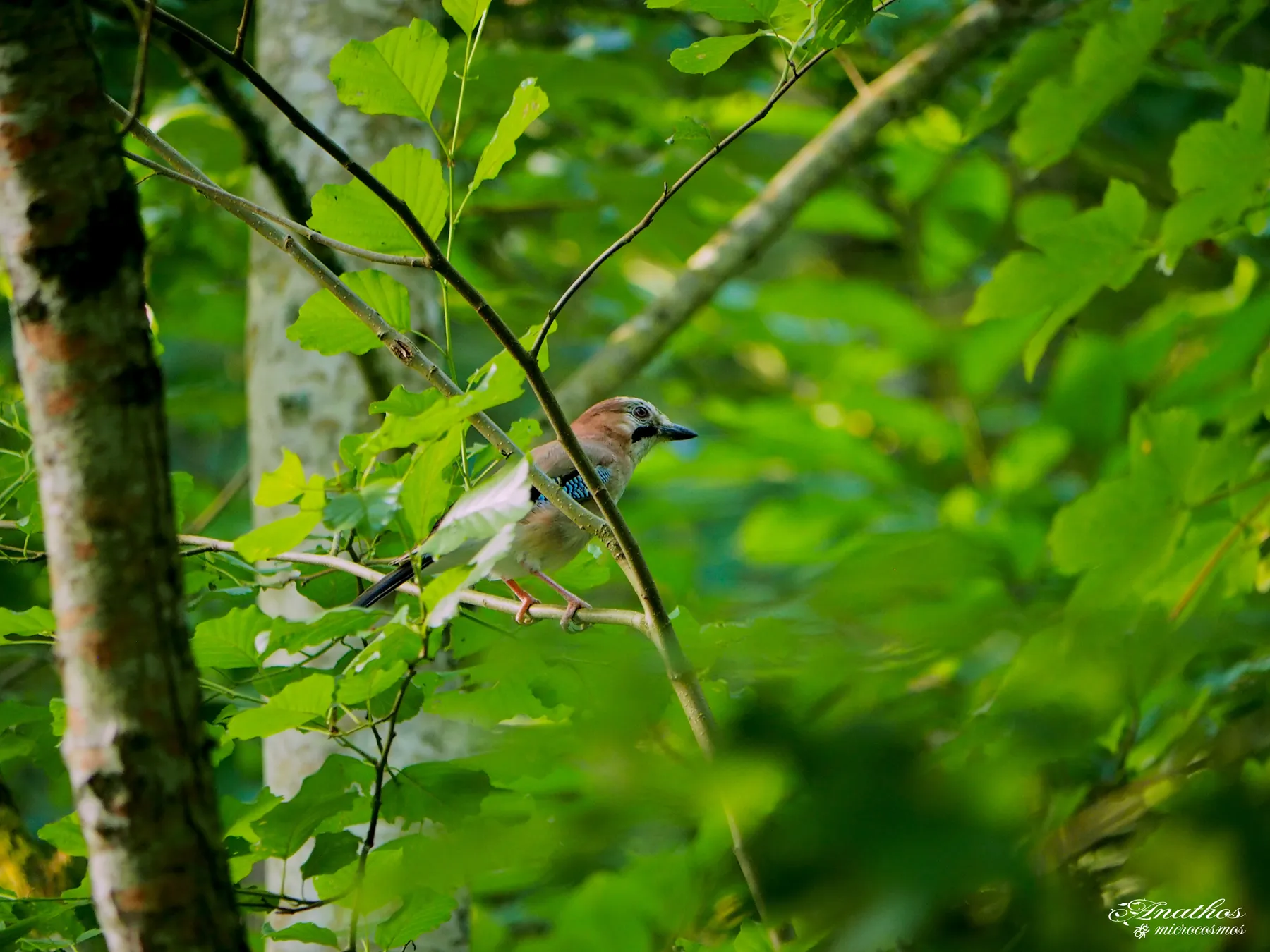 Photographie de Garrulus glandarius