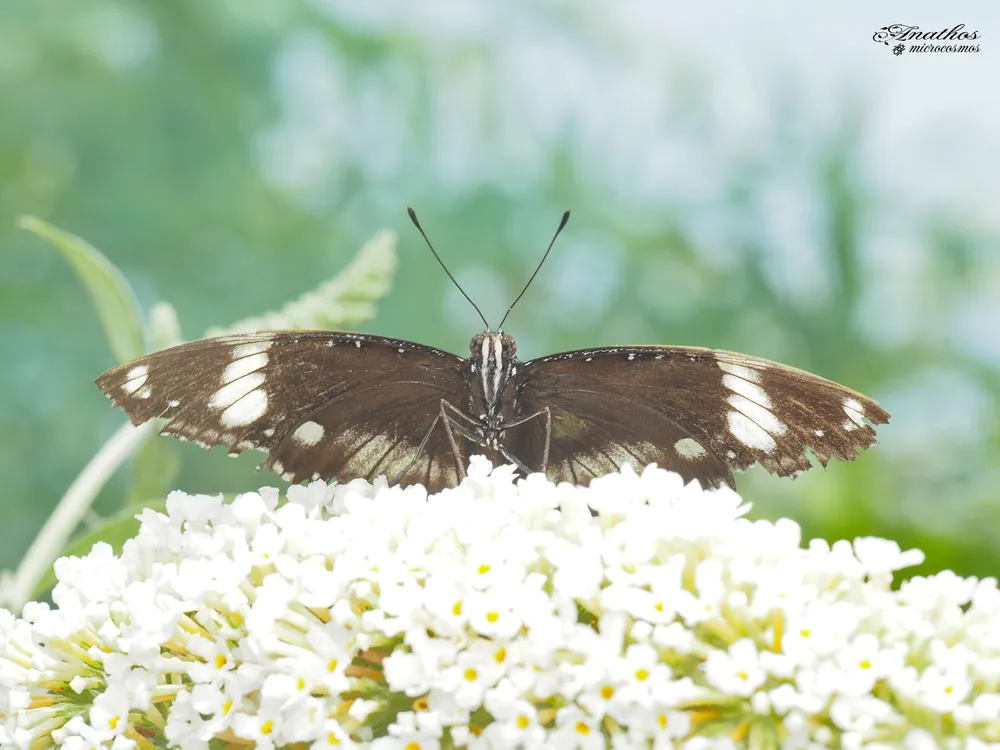 Photographie de Lepidoptera