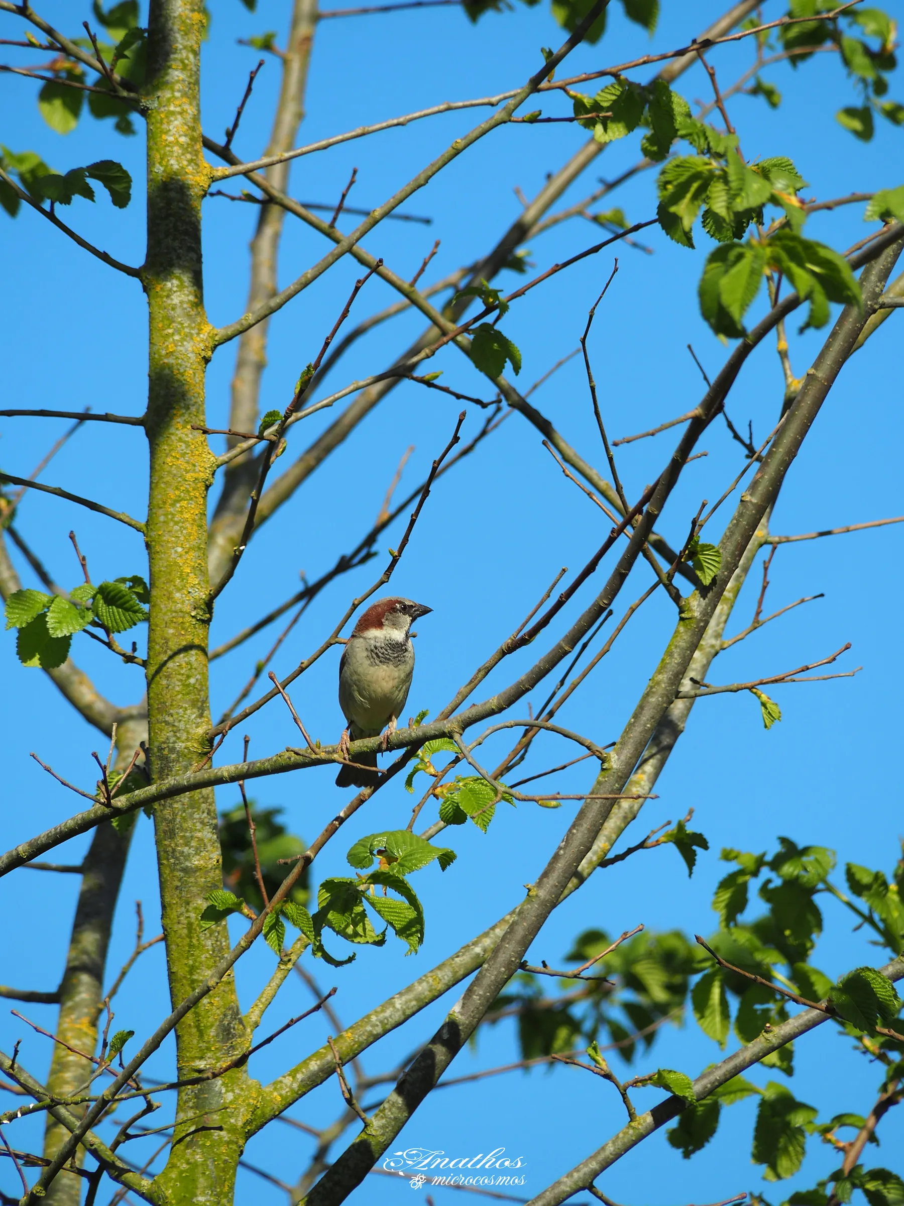 Photographie de Passer domesticus