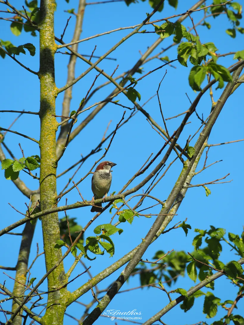 Photographie de Passer domesticus