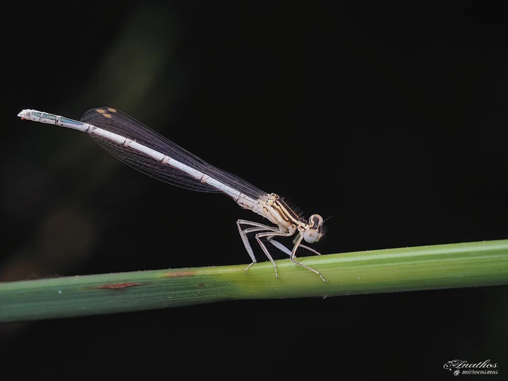 Photographie de Platycnemis pennipes