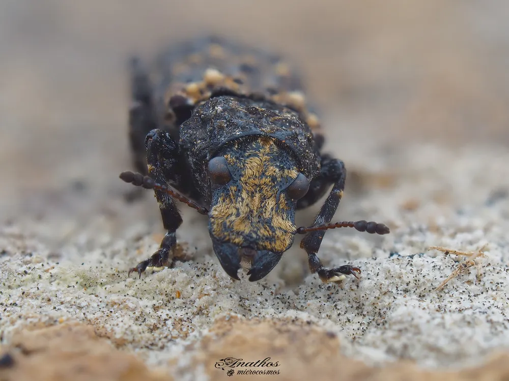 Photographie de Platyrhinus resinosus