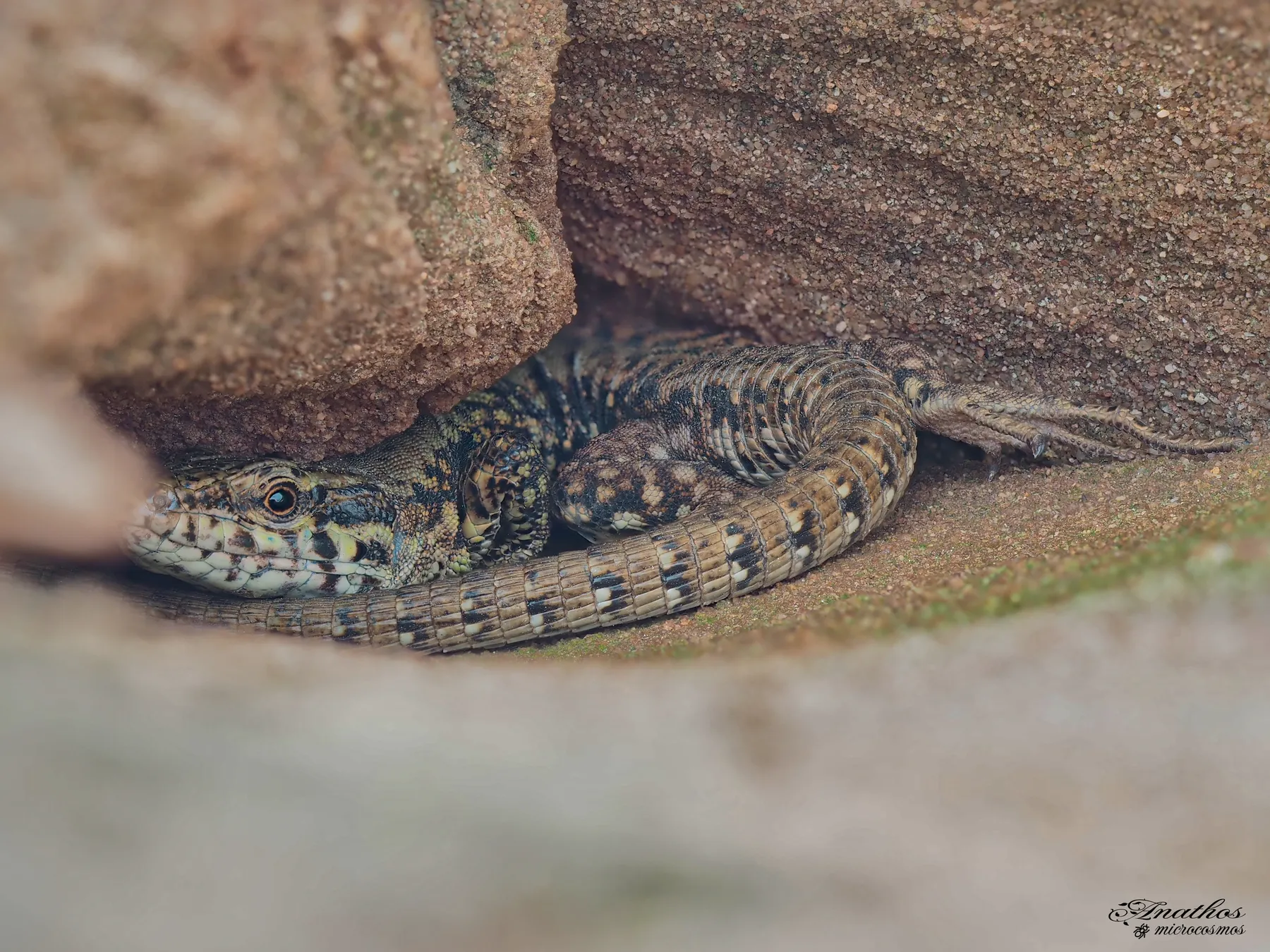 Photographie de Podarcis muralis