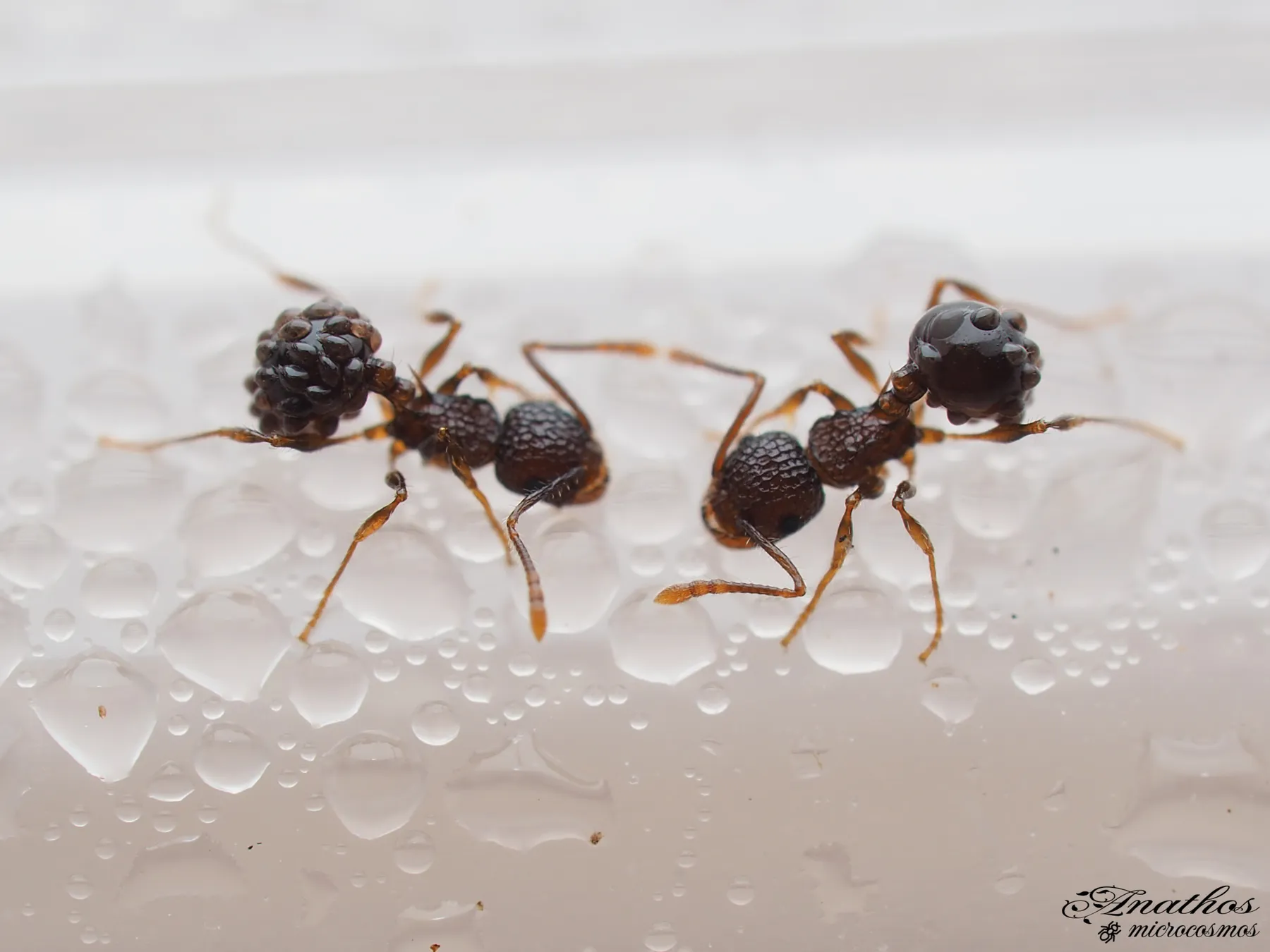 Photographie de Pristomyrmex punctatus