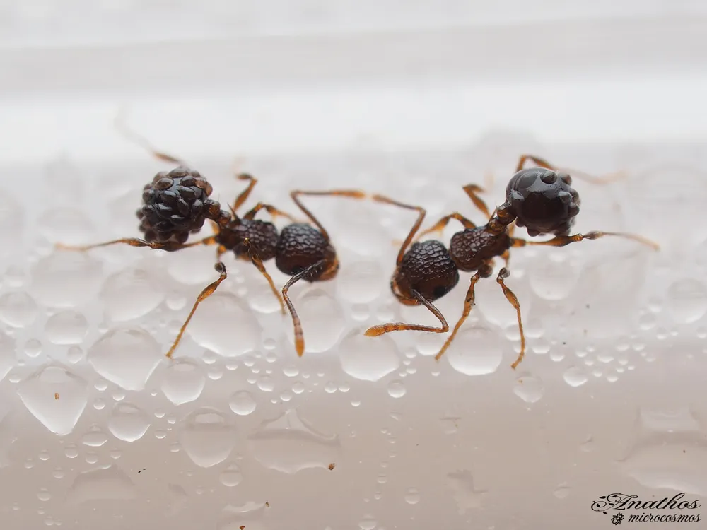 Photographie de Pristomyrmex punctatus