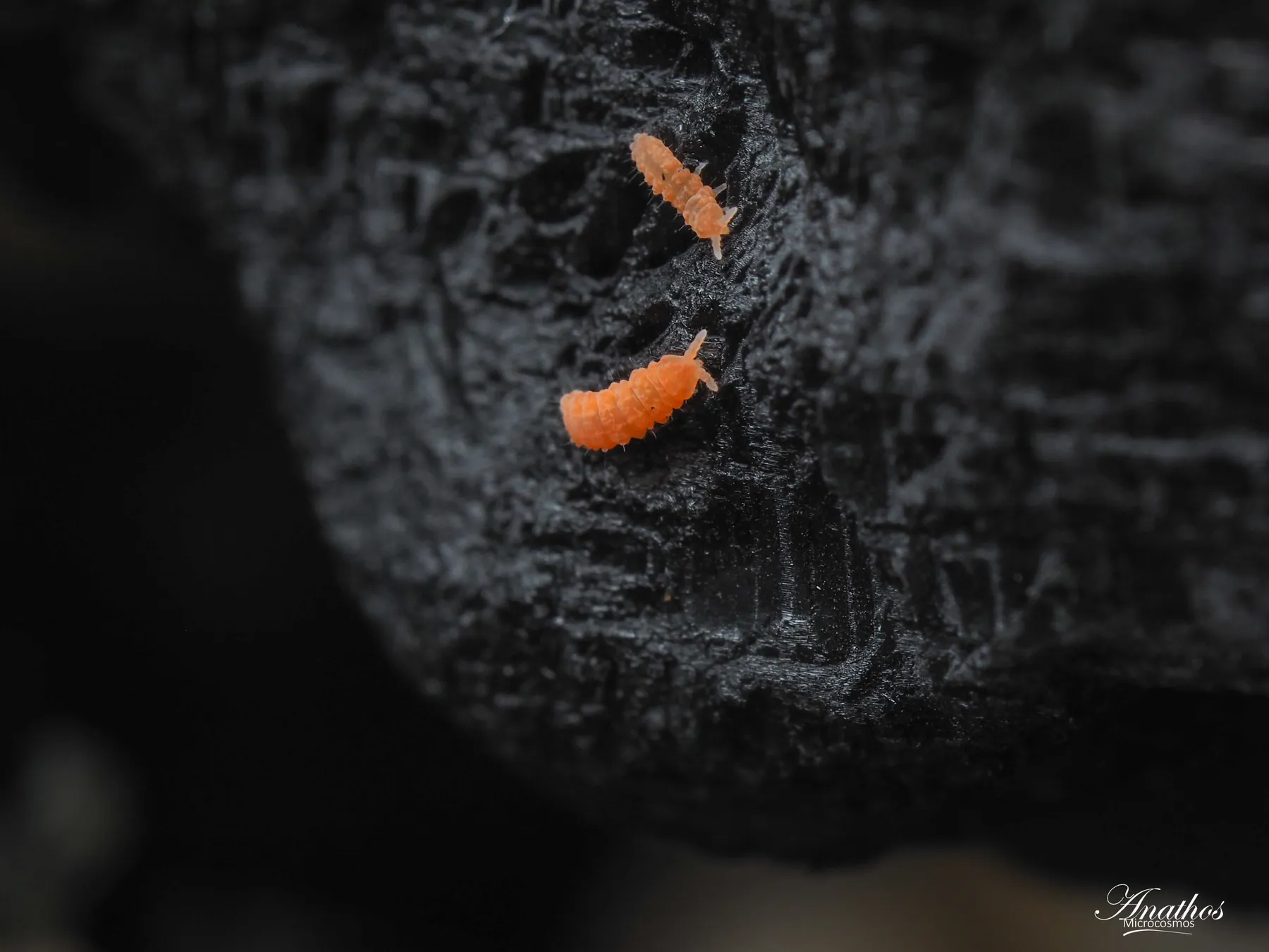 Photographie de Yuukianura aphoruroides