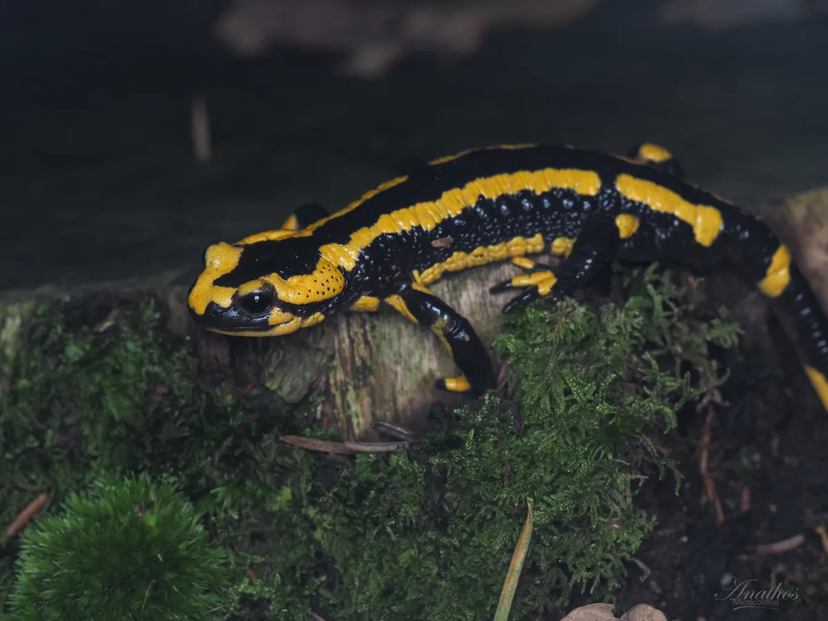 Exemple de photographie animalière en grand